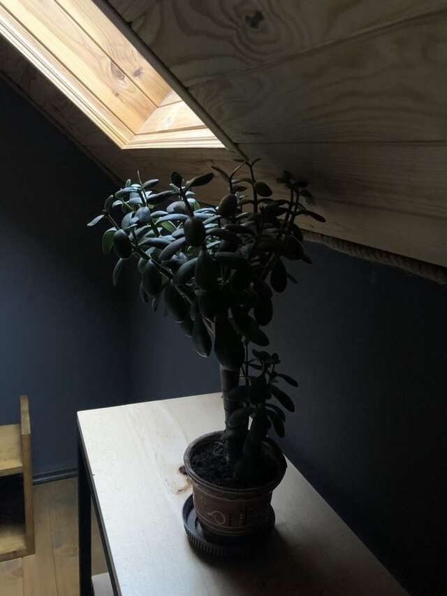 Лоджи Girske Povitria 2 Яремче-35